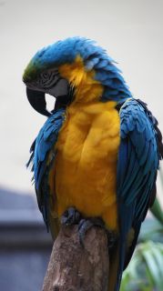 2017-Las_Palmas-Gran_Canaria-024.JPG